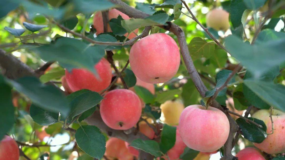 新沂融媒蘋果版新沂最近逮捕人名單-第2張圖片-太平洋在線下載